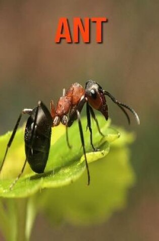 Cover of Ant