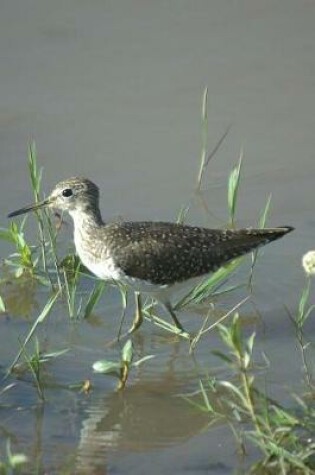 Cover of Solitary Sandpiper (Tringa Solitaria) Bird Journal