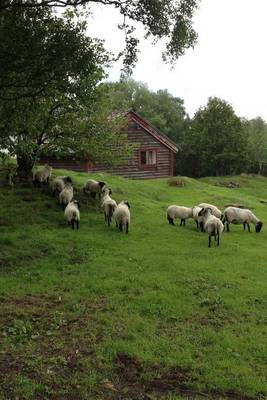 Book cover for A Flock of Sheep on a Hill in Norway