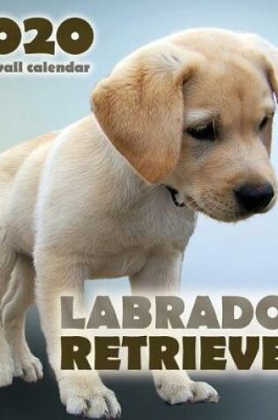 Cover of Labrador Retriever 2020 Mini Wall Calendar