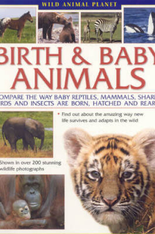 Cover of Wild Animal Planet: Birth and Baby Animals*** Out of Stock