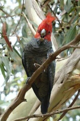 Cover of Gang-Gang Cockatoo in a Tree Journal