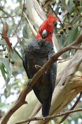 Book cover for Gang-Gang Cockatoo in a Tree Journal