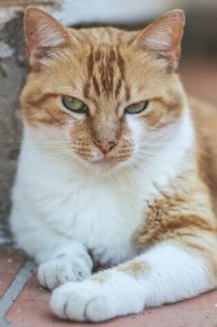 Cover of Grumpy-Pants Ginger Cat Journal