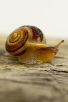 Book cover for A Garden Snail on a Log Journal