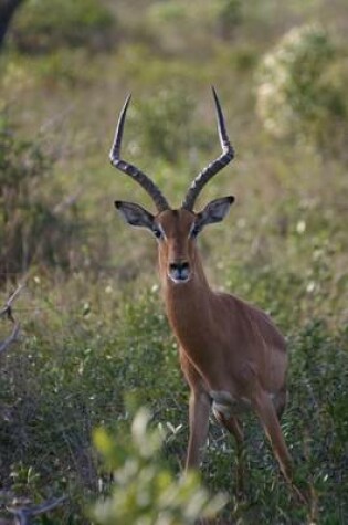 Cover of An Impala Ready to Bolt, for the Love of Animals