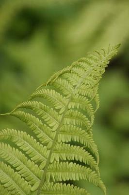 Book cover for Green Fern Frond Plant Journal