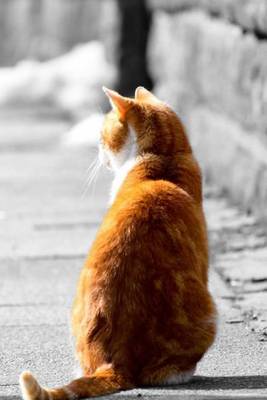 Book cover for Mind Blowing Orange Street Cat Journal