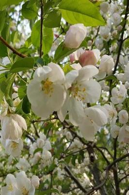 Cover of Springtime Journal Beautiful Flowering Tree