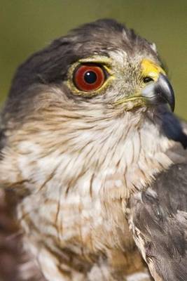 Book cover for Hawk Portrait Bird Journal