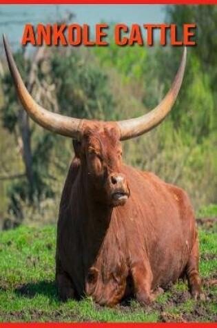 Cover of Ankole Cattle