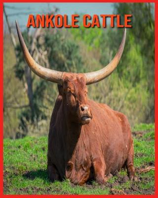 Book cover for Ankole Cattle