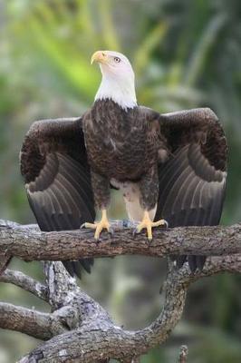 Book cover for Proud Eagle Journal