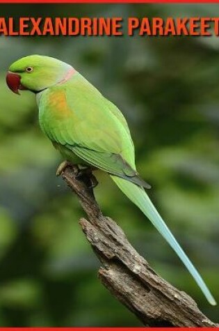 Cover of Alexandrine Parakeet