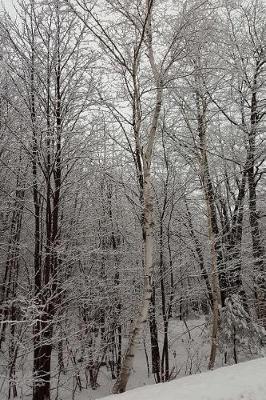 Book cover for Scenic Winter Photo Journal Woods