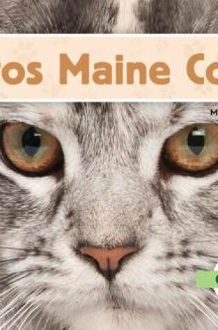 Cover of Gatos Maine Coon (Maine Coon Cats) (Spanish Version)