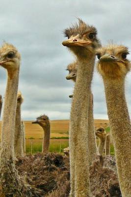 Book cover for A Flock of Ostrich's, Birds of the World