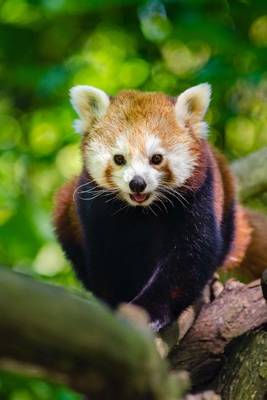 Book cover for A Cute Red Panda Playing in a Tree