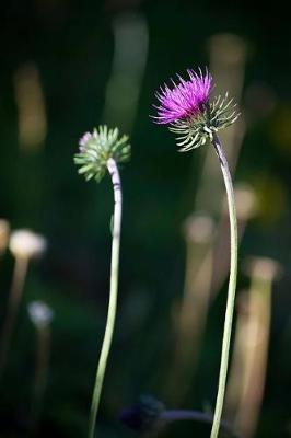 Book cover for A Blooming Purple Thistle Plant Journal