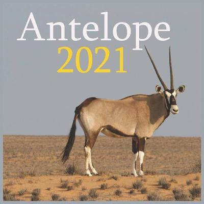 Book cover for Antelope