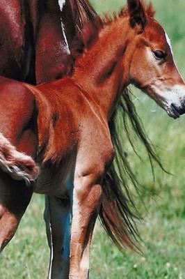 Cover of Journal Pinto Mare Foal Equine Horses