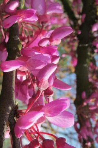 Cover of Cercis Siliquastrum Judas Tree Flower Blooming