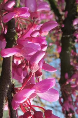 Book cover for Cercis Siliquastrum Judas Tree Flower Blooming