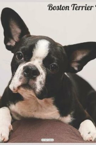 Cover of Boston Terrier Puppy 2021 Wall Calendar
