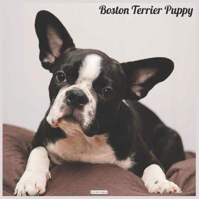 Book cover for Boston Terrier Puppy 2021 Wall Calendar