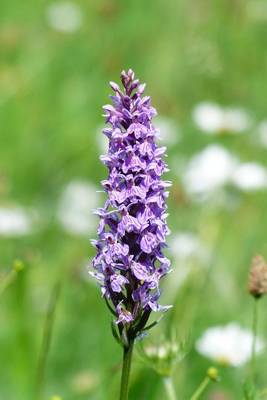 Book cover for Heath Spotted Orchid, for the Love of Flowers