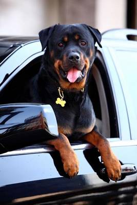 Book cover for Rottweiler Dog Hanging Out a Car Window Journal