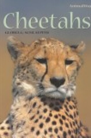 Cover of Cheetahs