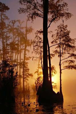 Book cover for Okefenokee Swamp at Sunset in Florida