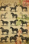 Book cover for Carte Postale - Horse Breeds - Paris - Journal - 6 X 9 150 Lined Pages