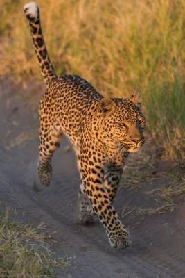 Book cover for A Leopard Walking Down a Path Journal