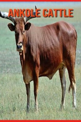 Cover of Ankole Cattle