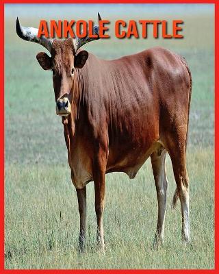 Book cover for Ankole Cattle