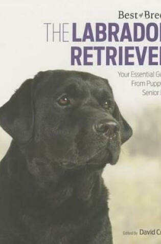 Cover of Labrador Retriever Best of Breed