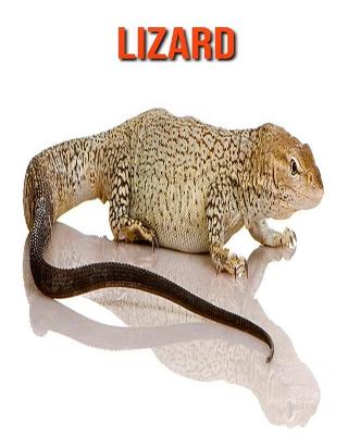 Book cover for Lizard