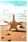 Book cover for Whimsical Starfish