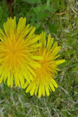 Cover of 2019 Weekly Planner Double Dandelions Overhead Angle 134 Pages