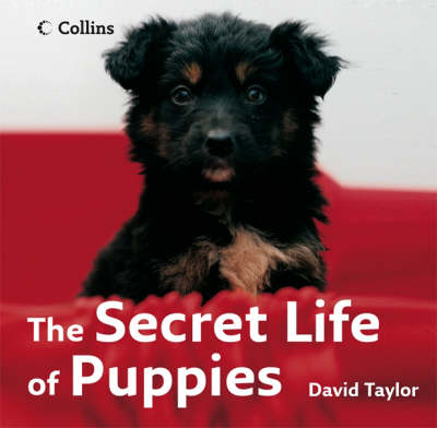 Book cover for The Secret Life of Puppies