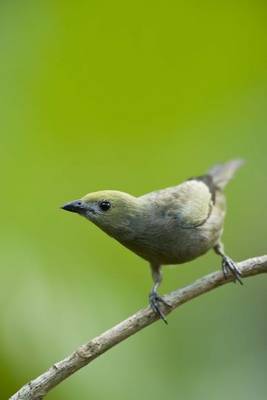 Book cover for Palm Tanager Journal