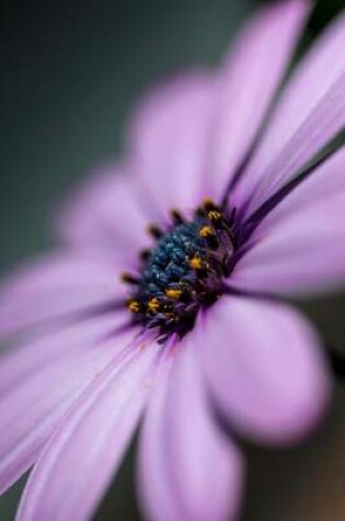 Cover of Gerbera Daisy Flower Journal