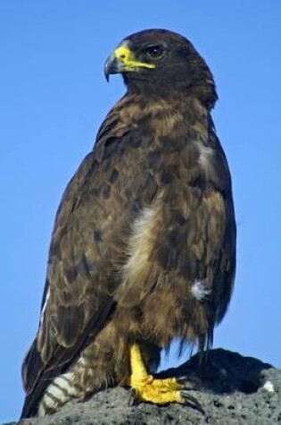 Cover of Galapagos Hawk Journal