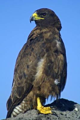 Book cover for Galapagos Hawk Journal