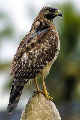 Book cover for Florida Red Hawk Journal