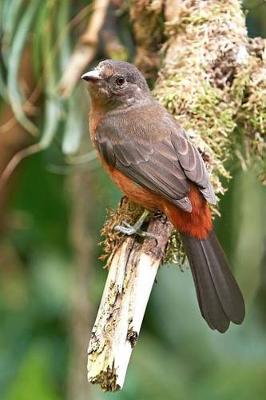 Book cover for Brazilian Tanager Journal