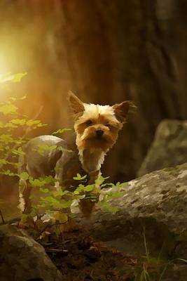 Book cover for Australian Silky Terrier