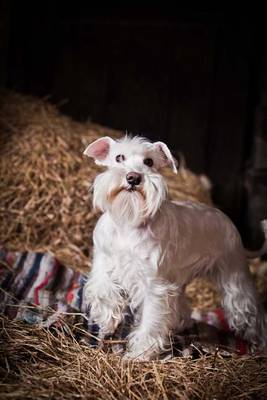 Book cover for White Miniature Schnauzer Dog Journal